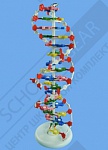 Демонстрационная модель ДНК человека