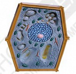 Модель Растительная клетка