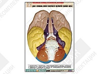 Рельефная таблица "Доли и извилины нижней поверхности полушарий головного мозга" Рельефная таблица "Доли и извилины нижней поверхности полушарий головного мозга"