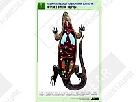 Рельефная таблица "Внутреннее строение ящерицы" Рельефная таблица "Внутреннее строение ящерицы"