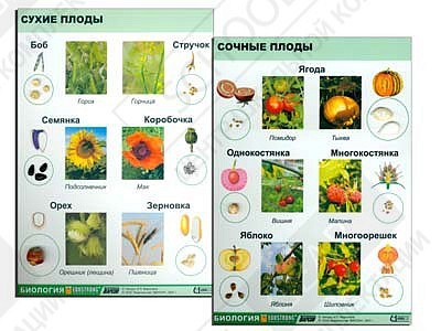 Коллекция "Семена и плоды"