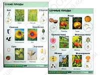 Коллекция "Семена и плоды"