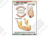 Рельефная таблица "Челюсти и зубы человека"