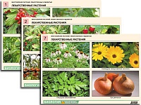 Комплект таблиц по ботанике раздаточный "Многообразие растений. Лекарственные и ядовитые"(16 шт.,А4,ламинированный)