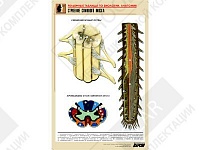 Рельефная таблица "Строение спинного мозга " Рельефная таблица "Строение спинного мозга "