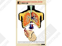 Рельефная таблица "Строение легких" Рельефная таблица "Строение легких"