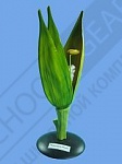 Демонстрационная модель цветка пшеницы