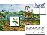 Магнитный плакат-аппликация ''Водоем: биоразнообразие и взаимосвязи в сообществе''