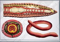Барельефная модель Внутреннее строение дождевого червя