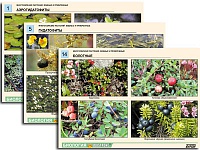 Комплект таблиц по ботанике раздаточный "Многообразие растений. Водные и прибрежные" (16 шт., А4, ламинированный)