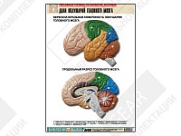 Рельефная таблица "Доли полушарий головного мозга" Рельефная таблица "Доли полушарий головного мозга"