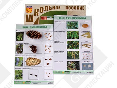 Коллекция "Шишки, плоды, семена деревьев и кустарников"
