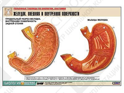 Рельефная таблица "Желудок. Внешняя и внутренняя поверхности"