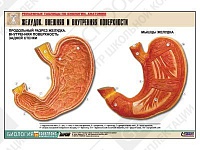 Рельефная таблица "Желудок. Внешняя и внутренняя поверхности" Рельефная таблица "Желудок. Внешняя и внутренняя поверхности"