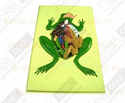 Барельефная модель Внутреннее строение лягушки Барельефная модель Внутреннее строение лягушки