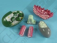 Модель механизма растительной и животной клетки увеличенная (6 частей)