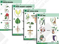 Комплект таблиц по биологии демонстрационный "Ботаника 2" (18 таблиц)