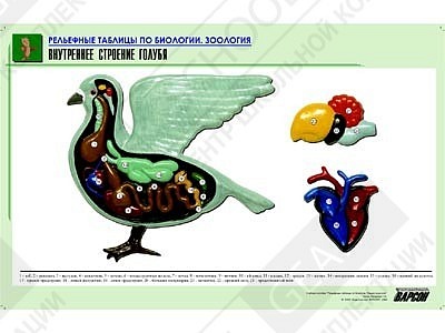 Рельефная таблица "Внутреннее строение голубя" (формат А1, матовое ламинир.)