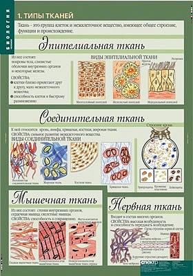 Таблицы демонстрационные "Биология 8 - 9 классы. Человек"