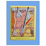 Барельефная модель "Кожа. Разрез" Барельефная модель "Кожа. Разрез"