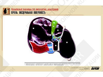 Рельефная таблица "Печень. Висцеральная поверхность"