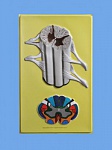 Барельефная модель Строение спинного мозга Барельефная модель Строение спинного мозга