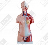 Демонстрационный Торс человека 45см (двуполая модель)