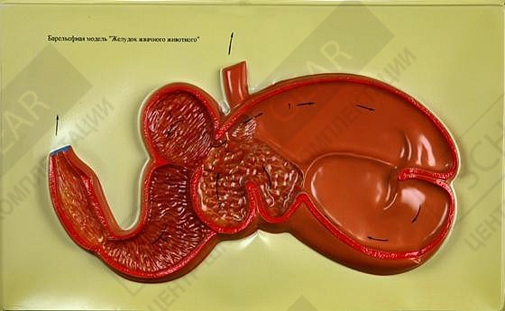 Барельефная модель Желудок жвачного животного