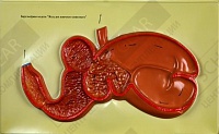 Барельефная модель Желудок жвачного животного Барельефная модель Желудок жвачного животного