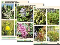 Комплект таблиц по ботанике раздаточный "Многообразие растений. Лесные и луговые" (16 шт., А4, ламинированный)