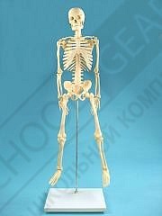 Демонстрационная модель Скелет человека на штативе 85 см