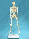Демонстрационная модель Скелет человека на штативе 85 см