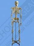 Демонстрационная модель Скелет человека на штативе 170 см