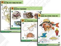 Комплект таблиц по биологии демонстрационный "Зоология 2" (16 таблиц)