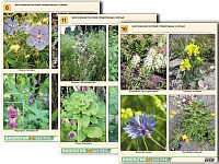 Комплект таблиц по ботанике раздаточный "Многообразие растений. Придорожные и сорные" (16 шт., А4, ламинированный)