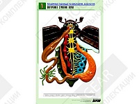 Рельефная таблица "Внутреннее строение жука" Рельефная таблица "Внутреннее строение жука"