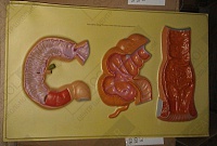 Барельефная модель Внутреннее строение гидры Барельефная модель Внутреннее строение гидры