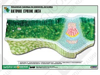 Рельефная таблица "Клеточное строение листа" Рельефная таблица "Клеточное строение листа"