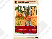 Рельефная таблица "Ворсинка кишечная с сосудом" Рельефная таблица "Ворсинка кишечная с сосудом"