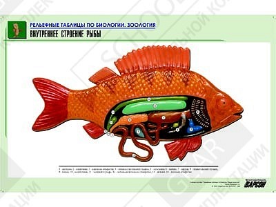 Рельефная таблица "Внутреннее строение рыбы"