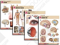 Комплект таблиц по биологии демонстрационный "Человек и его здоровье 2" (10 таблиц)