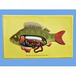 Барельефная модель Внутреннее строение рыбы Барельефная модель Внутреннее строение рыбы