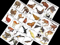 Комплект таблиц по зоологии раздаточный "Разнообразие животных. Млекопитающие." (цветной, ламинированный, А4, 16 шт.)