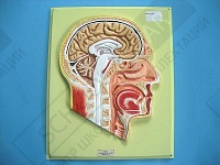 Барельефная модель Голова Сагиттальный разрез Барельефная модель Голова Сагиттальный разрез