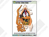 Рельефная таблица "Внутреннее строение кролика" Рельефная таблица "Внутреннее строение кролика"