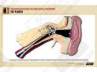 Рельефная таблица "Ухо человека" Рельефная таблица "Ухо человека"