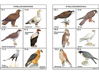 Комплект таблиц по зоологии раздаточный "Разнообразие животных. Птицы." (цветной, ламинированный, А4, 16 шт.)