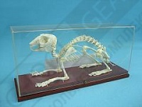 Демонстрационная  модель Скелет кролика
