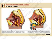 Рельефная таблица "Таз мужской и женский" Рельефная таблица "Таз мужской и женский"
