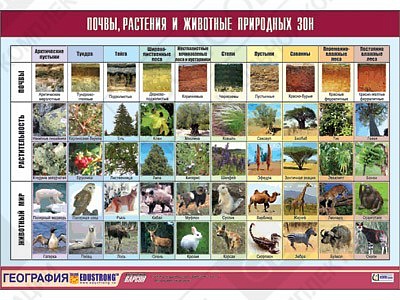 Таблица демонстрационная "Почвы, растения и животные природных зон"